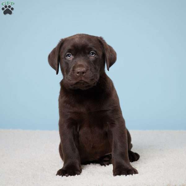 Petunia, Chocolate Labrador Retriever Puppy